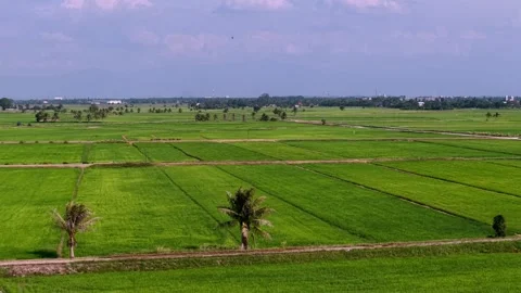 Aerial drone view of paddy fields in Penaga Stock Footage 337987724