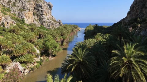 Aerial drone view of a palm-forest river winding between rocky cliffs toward the Stock Footage 339300138
