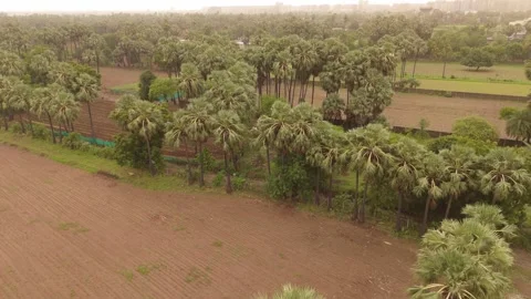 Aerial drone view of palm tree plantation Stock Footage 341239773