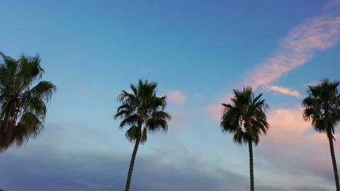 Aerial drone view of Palm trees against a Pink Sunset Sky Stock Footage 321379986