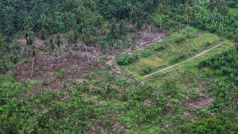 Aerial Drone View of Palm Trees and Plantation in Ayer Baloi Stock Footage 337722646