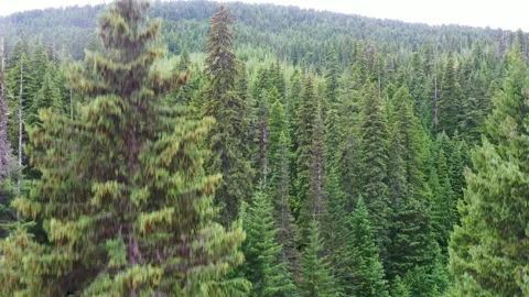 Aerial Drone view of panning up a large tree in a dense forest Video stock 312531870