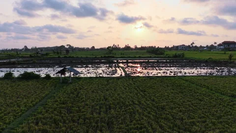 Aerial Drone View Panning Right Over Rice Paddies and Water Reflection at Sunset 動画素材 345157839