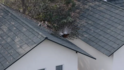 Aerial Drone View of Peacock Displaying Feathers on Rooftop Stock Footage 331294373