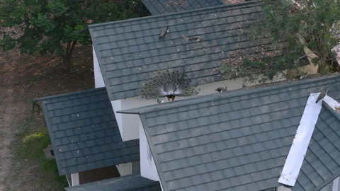 Aerial Drone View of Peacock Displaying Feathers on Rooftop Stock Footage 331294594