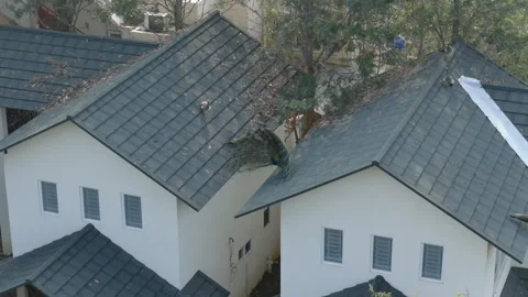 Aerial Drone View of Peacock Displaying Feathers on Residential Rooftop Stock Footage 331294783