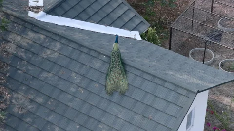 Aerial Drone View of Peacock Walking on Residential Rooftop Stock Footage 331294069