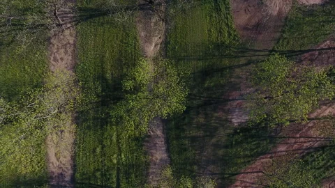 Aerial Drone view of Pecan Tree Orchard in Georgia Stock Footage 317594222