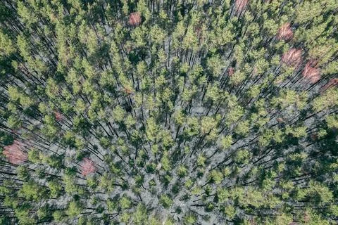 Aerial drone view perspective of a forest trees during winter Stock Photos