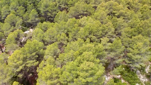 Aerial drone view of a pine forest in Alicante, Spain Stock Footage 123728857