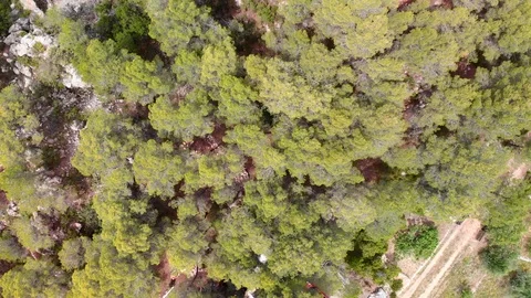 Aerial drone view of a pine forest in Alicante, Spain Stock Footage 123728865