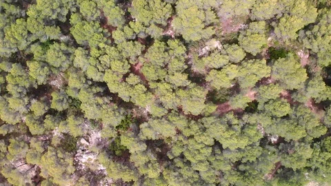 Aerial drone view of a pine forest in Alicante, Spain 库存影片 123728875