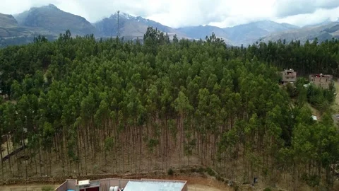 Aerial drone view of a pine forest with a background of mountains and Stock Footage 164561783