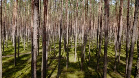 Aerial drone view of a pine forest Stock Footage 174774907