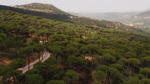 Aerial drone view of Pine land mountain Vídeo Stock 74989503