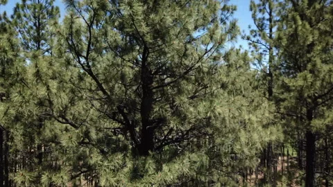 Aerial Drone View of a Pine tree up in Pinetop, Arizona Stock Footage 317564533