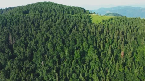 Aerial drone view of pine trees in a coniferous forest. Stock Footage 163638539