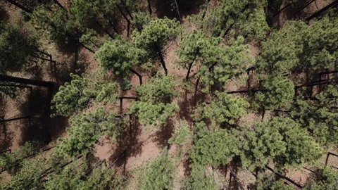Aerial Drone View of a Pine trees in Pinetop, Arizona Stock Footage 317564583