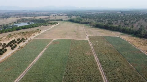 Aerial drone view of a pineapple farm during summer. Stock Footage 304064560
