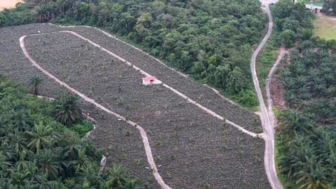 Aerial drone view of pineapple farm plots and access roads Stock Footage 333053830