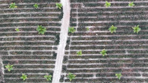Aerial drone view of pineapple plantation rows and access path Stock Footage 337724189