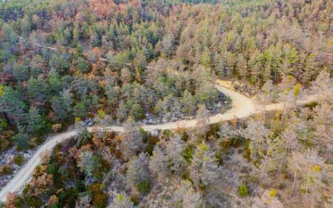 Aerial drone view of plague processoinary pest in large pine forest and pathway Stock Photos