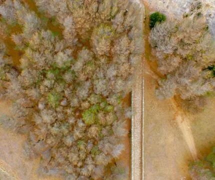 Aerial drone view of plague processoinary pest in large pine forest and pathway Stock Photos