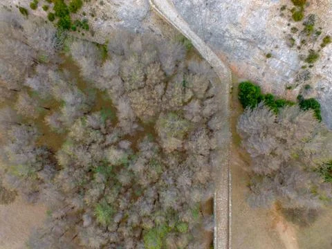 Aerial drone view of plague processoinary pest in large pine forest and pathway Foto stock