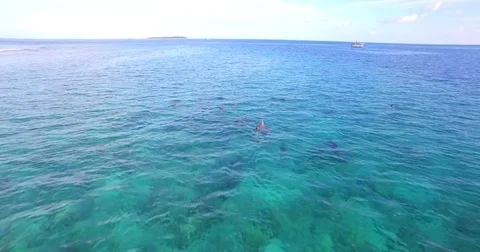 Aerial drone view of a pod of dolphins swimming over a coral reef in the Maldive Stock Footage