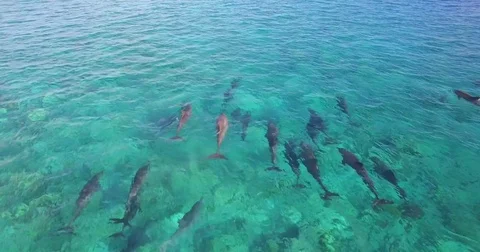 Aerial drone view of a pod of dolphins swimming over a coral reef in the Maldive Stock Footage