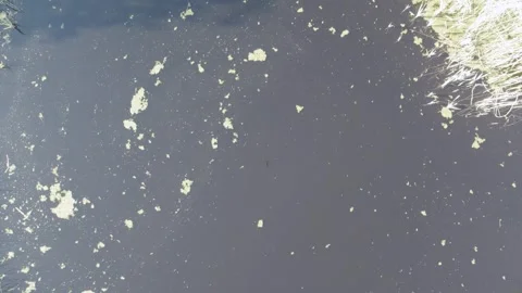 Aerial Drone View of a Pond Covered with Algal Bloom and Floating Algae on Dark Stock Footage 345165426