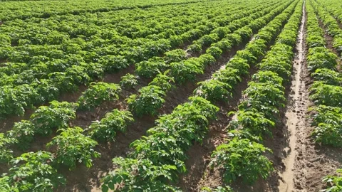Aerial drone view of a potato field in agricultural area Stock Footage 293224809