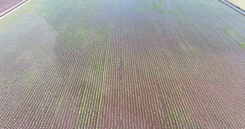 Aerial Drone View of Precision Rice Farming in Rural Landscape Stock Footage 301949638