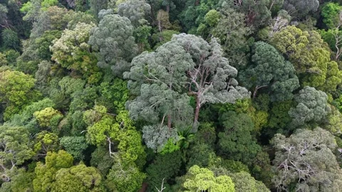 Aerial drone view of primary rainforest canopy in Malaysia Stock-Footage 332591689