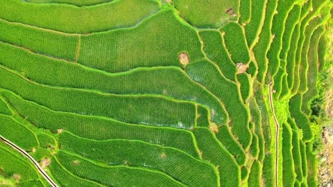 Aerial Drone View of Pu Luong Rice Terraces in Vietnam Stock Footage 344238287