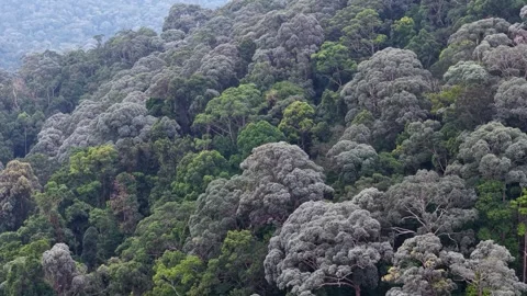 Aerial drone view of rainforest canopy in Malaysia 스톡 동영상 332601950