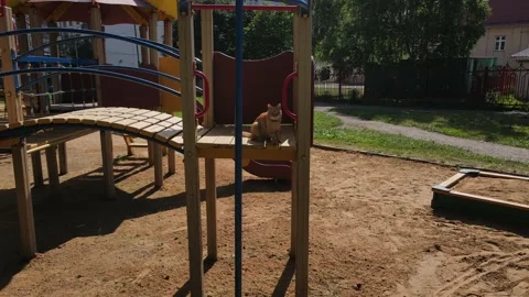 Aerial drone view of red cat walks in children's playground in the city park 動画素材 156759690