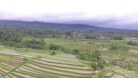 Aerial drone view of rice field in Jatiluwih Bali Indonesia footage Video stock 101359761