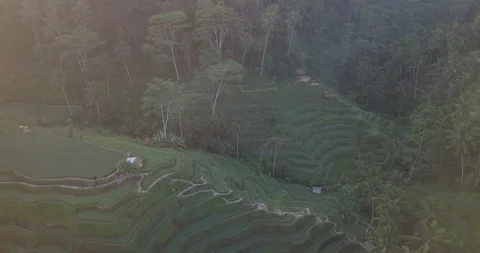 Aerial drone view of rice fields/ Bali, Indonesia Stock Footage 98950831