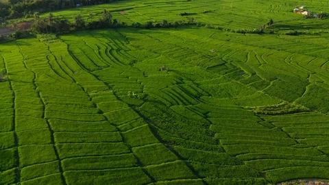 Aerial drone view of rice fields at early morning. Bali, Indonesia, 2020 Stock Footage 126807209
