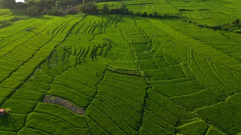 Aerial drone view of rice fields at early morning. Bali, Indonesia, 2020 Video stock 126807782