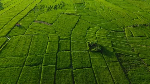 Aerial drone view of rice fields at early morning. Bali, Indonesia, 2020 Stock Footage 126808504