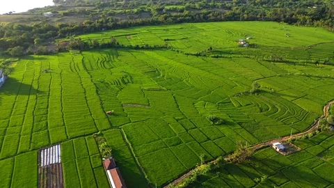 Aerial drone view of rice fields at early morning. Bali, Indonesia, 2020 Stock Footage 126825447