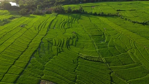 Aerial drone view of rice fields at early morning. Bali, Indonesia, 2020 Stock Footage 126826142