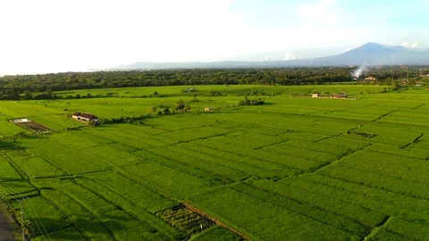 Aerial drone view of rice fields at early morning. Bali, Indonesia, 2020 Stock Footage 126876426