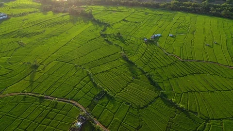 Aerial drone view of rice fields at early morning. Bali, Indonesia, 2020 Stock Footage 126880557