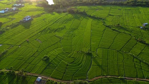 Aerial drone view of rice fields at early morning. Bali, Indonesia, 2020 Stock Footage 126882236