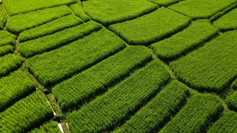 Aerial drone view of rice fields at early morning. Bali, Indonesia, 2020 Stock Footage 126883646