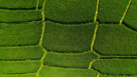 Aerial drone view of rice fields at early morning. Bali, Indonesia, 2020 Stock Footage 126884900