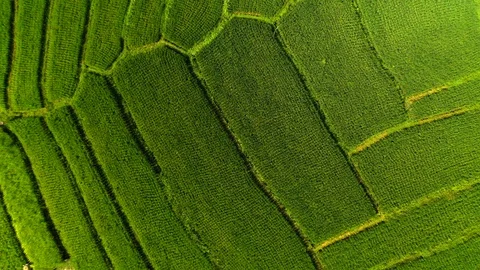 Aerial drone view of rice fields at early morning. Bali, Indonesia, 2020 Stock Footage 126885997